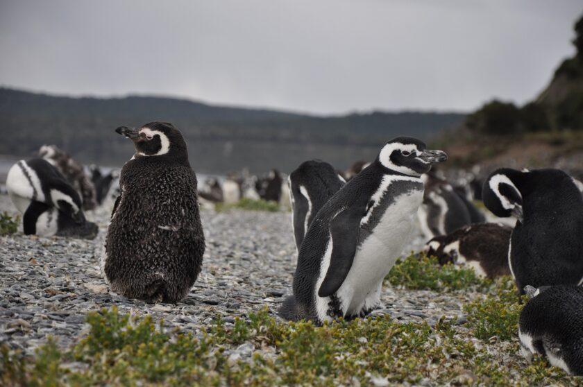 Ushuaia history - penal colony to penguin colony