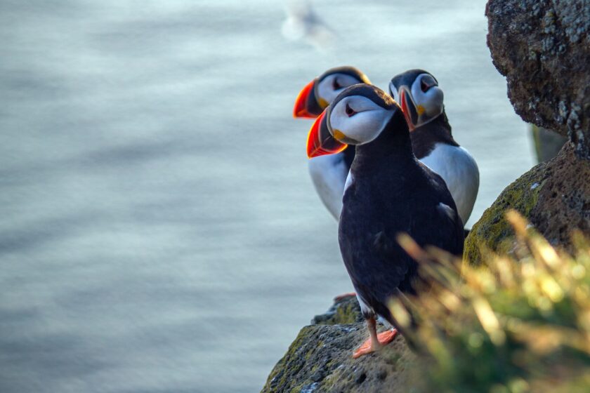 See puffins in Latrabjarg in South Iceland