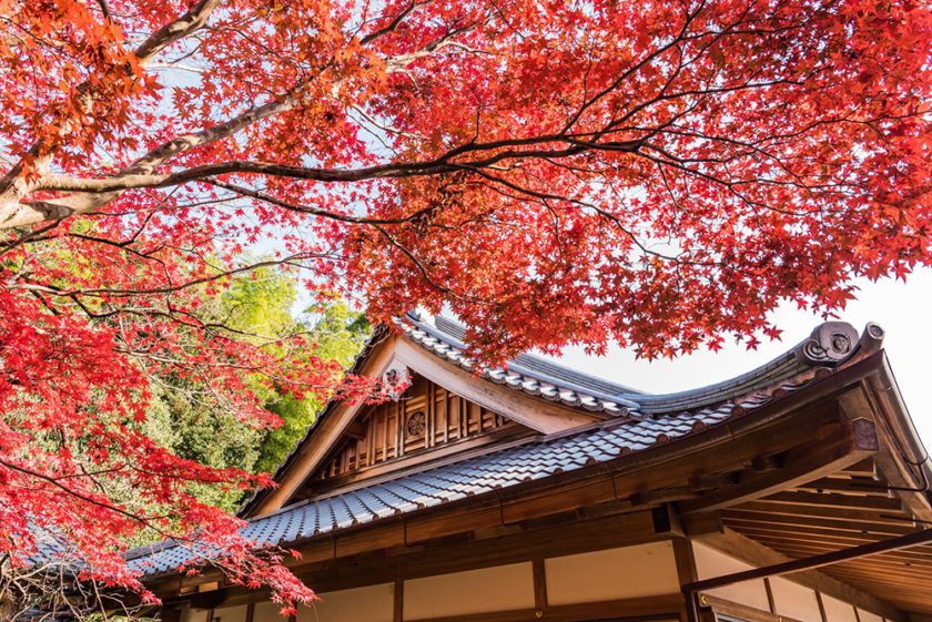 Momijigari - red maple leaves in Japan