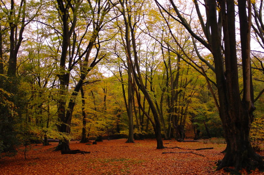 Epping Forest - best parks in East London