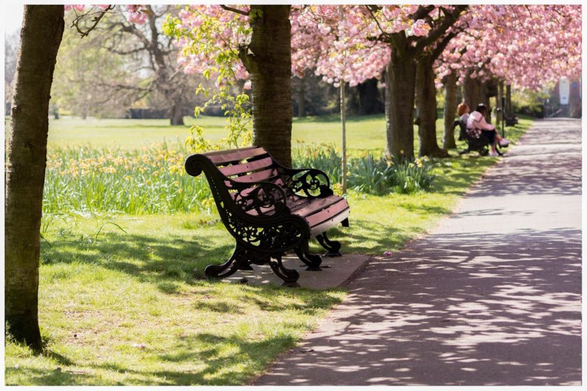Cherry blossom in Greenwich Park, London