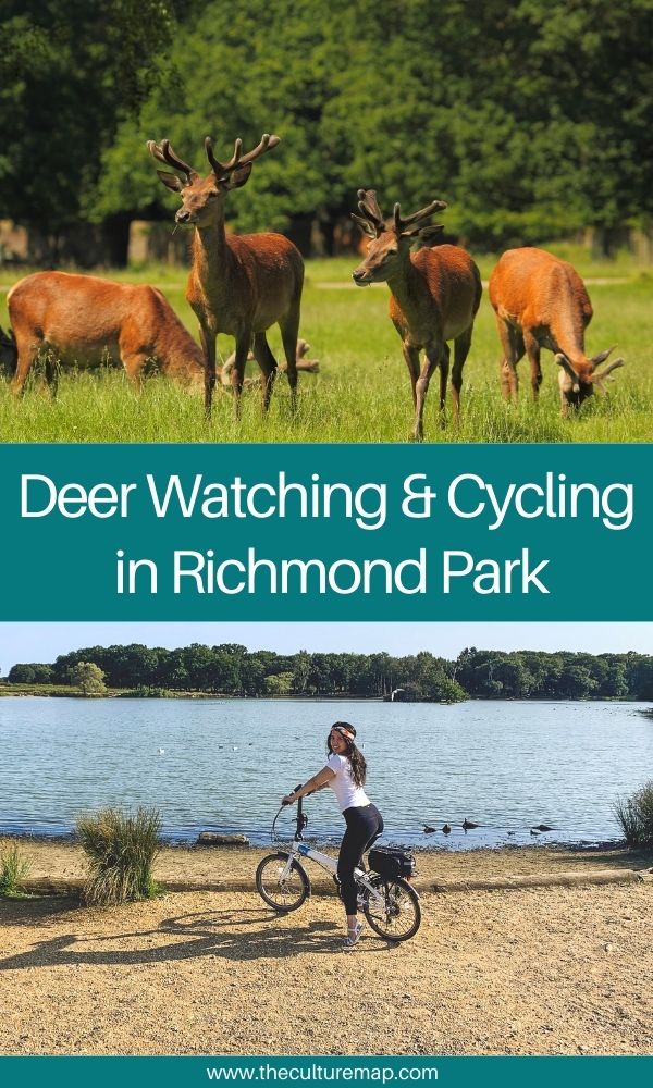 Deer Watching and Cycling in Richmond Park, London
