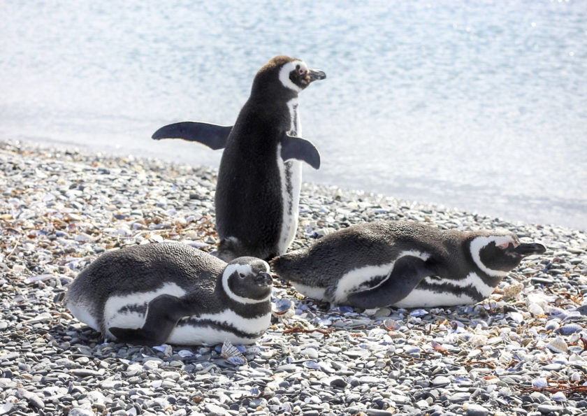Visit penguins in Patagonia