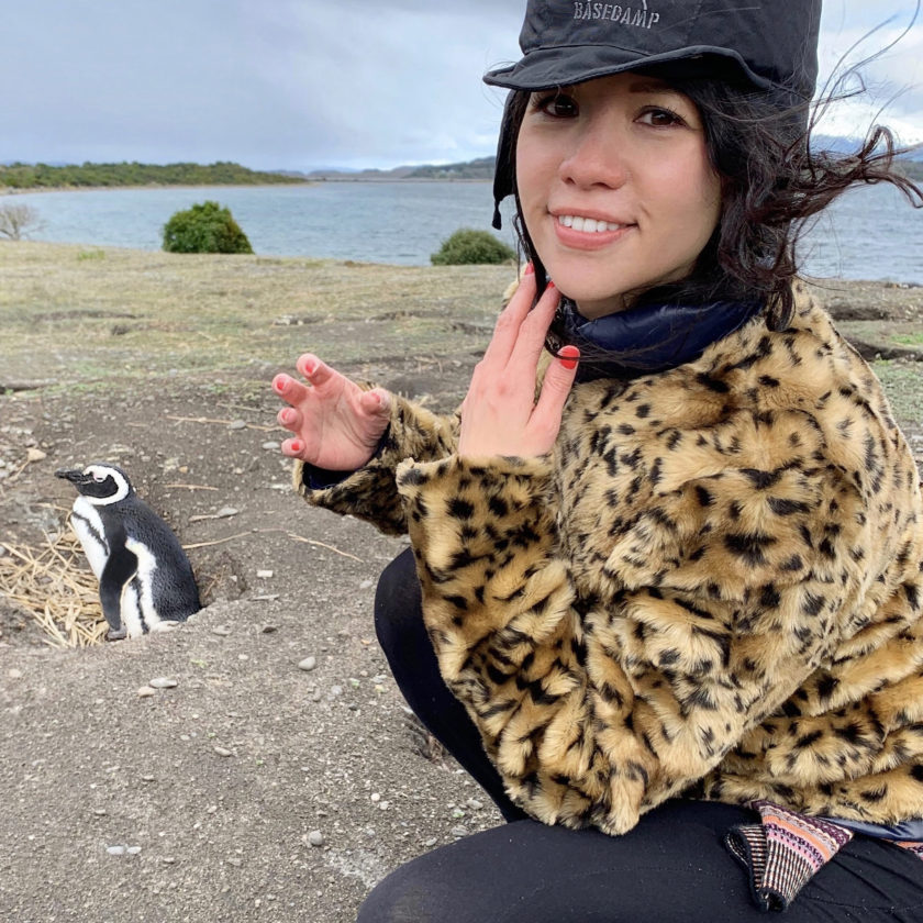 Penguins in Patagonia, Ushuaia, excursions