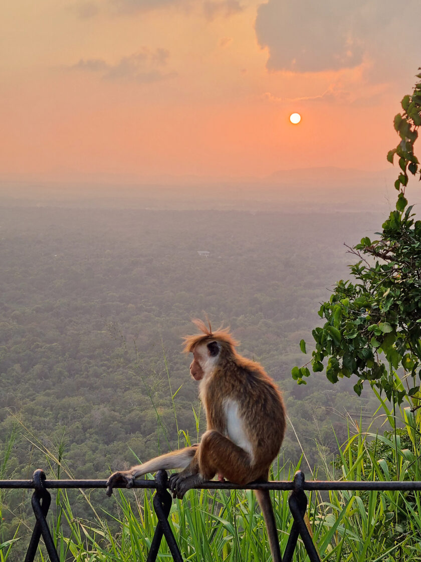 Lion's Rock & Exploring Sigiriya in Sri Lanka