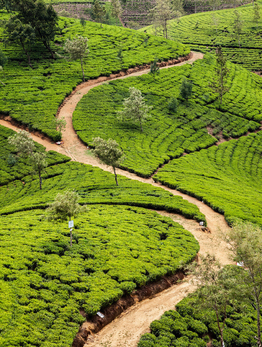 Nuwara Eliya Tea Plantations, Sri Lanka
