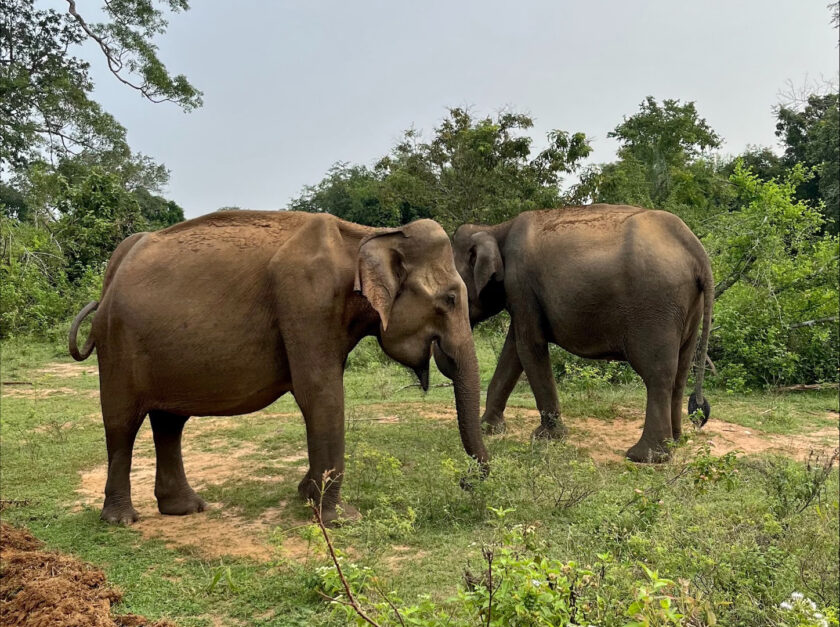 elephants at Udawalawe National Park in Sri Lanka