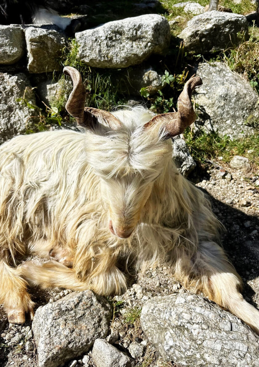 Mountain goat horns