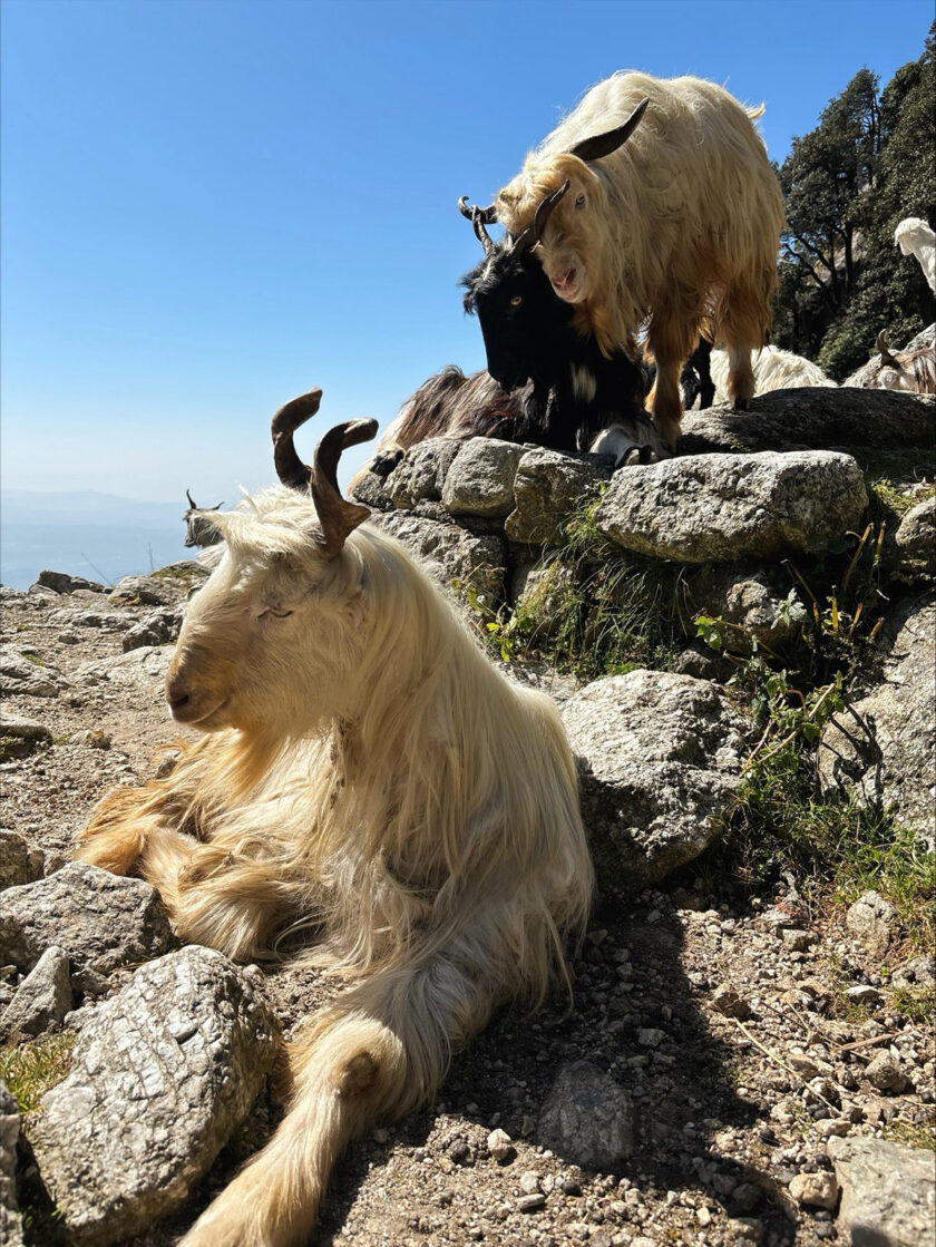Mountain goats in Mcleodganj - Northern India