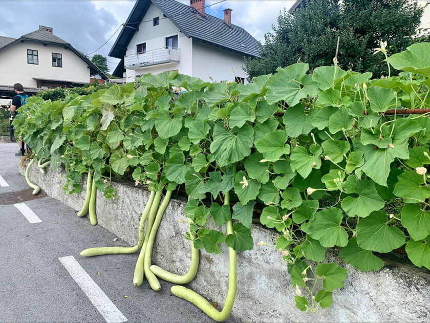 Vegetables growing in Slovenia
