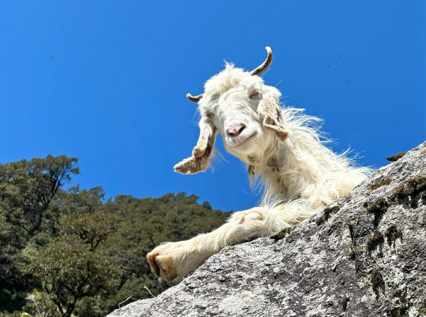 Triund Trek hike guide - mountain goats