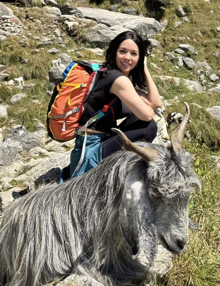 Mountain goats along the Triund Trek
