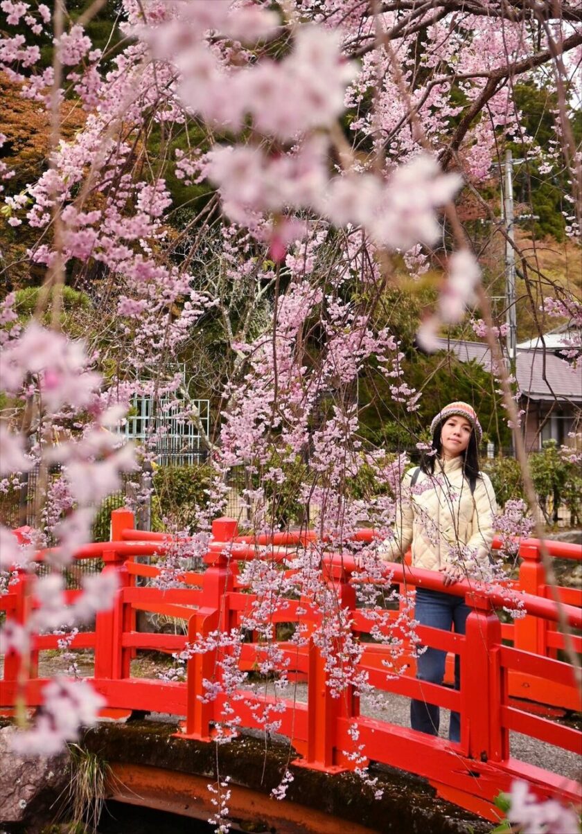 Sakura cherry blossom season in Koyasan, Japan