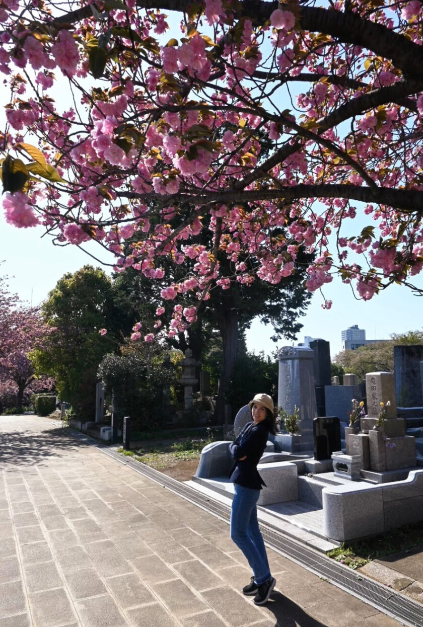 Sakura season, cherry blossoms in Japan